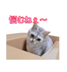 うちのにゃんにゃんスタンプ2（個別スタンプ：13）