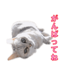 うちのにゃんにゃんスタンプ2（個別スタンプ：16）