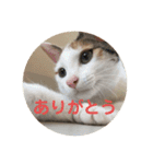 三毛猫よろずスタンプ（個別スタンプ：1）