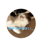 三毛猫よろずスタンプ（個別スタンプ：3）