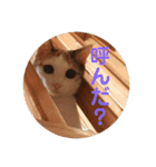 三毛猫よろずスタンプ（個別スタンプ：11）