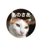 三毛猫よろずスタンプ（個別スタンプ：12）