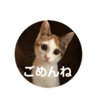 三毛猫よろずスタンプ（個別スタンプ：13）