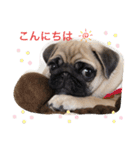 PUG SMILE 4（個別スタンプ：1）