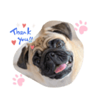 PUG SMILE 4（個別スタンプ：3）