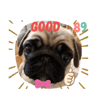 PUG SMILE 4（個別スタンプ：4）