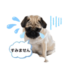 PUG SMILE 4（個別スタンプ：5）