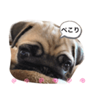 PUG SMILE 4（個別スタンプ：6）