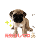 PUG SMILE 4（個別スタンプ：7）