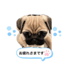 PUG SMILE 4（個別スタンプ：8）