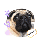 PUG SMILE 4（個別スタンプ：9）