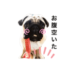 PUG SMILE 4（個別スタンプ：10）