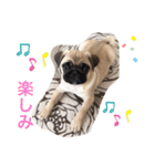 PUG SMILE 4（個別スタンプ：11）