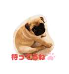 PUG SMILE 4（個別スタンプ：14）