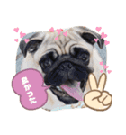 PUG SMILE 4（個別スタンプ：16）