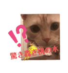 コロンたんTHEがぶりえーる（個別スタンプ：9）