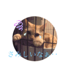 コロンたんTHEがぶりえーる（個別スタンプ：12）