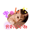コロンたんTHEがぶりえーる（個別スタンプ：16）