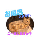 コロンたんTHEがぶりえーる（個別スタンプ：19）