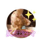 コロンたんTHEがぶりえーる（個別スタンプ：21）