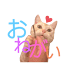 コロンたんTHEがぶりえーる（個別スタンプ：22）
