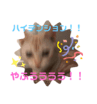 コロンたんTHEがぶりえーる（個別スタンプ：23）