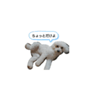 プードルファミリー＆ダックス（個別スタンプ：2）