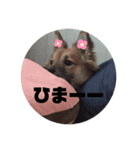 ビビリ犬ペコちゃん2（個別スタンプ：8）