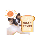 パピヨンの夢ちゃん♡3（個別スタンプ：1）