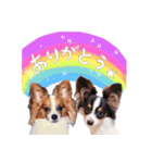 パピヨンの夢ちゃん♡3（個別スタンプ：2）