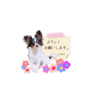 パピヨンの夢ちゃん♡3（個別スタンプ：3）