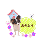 パピヨンの夢ちゃん♡3（個別スタンプ：5）