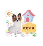 パピヨンの夢ちゃん♡3（個別スタンプ：6）