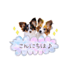 パピヨンの夢ちゃん♡3（個別スタンプ：7）