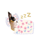 パピヨンの夢ちゃん♡3（個別スタンプ：12）