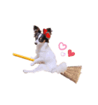 パピヨンの夢ちゃん♡3（個別スタンプ：15）