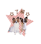 パピヨンの夢ちゃん♡3（個別スタンプ：16）