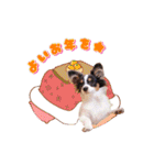 パピヨンの夢ちゃん♡3（個別スタンプ：28）