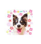 パピヨンの夢ちゃん♡3（個別スタンプ：33）
