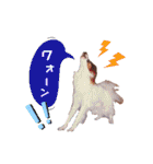 パピヨンの夢ちゃん♡3（個別スタンプ：36）