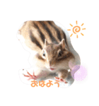 シマリス♡ビビ2（個別スタンプ：1）