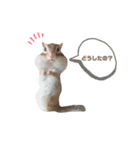 シマリス♡ビビ2（個別スタンプ：7）