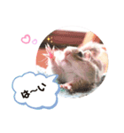 シマリス♡ビビ2（個別スタンプ：11）