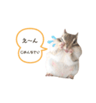 シマリス♡ビビ2（個別スタンプ：12）