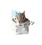 シマリス♡ビビ2（個別スタンプ：13）