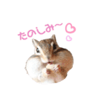 シマリス♡ビビ2（個別スタンプ：18）