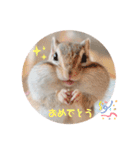 シマリス♡ビビ2（個別スタンプ：23）