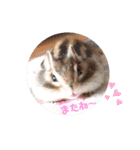 シマリス♡ビビ2（個別スタンプ：29）