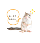 シマリス♡ビビ2（個別スタンプ：31）