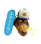 ミニチュアダックスりんのお仕事（個別スタンプ：2）